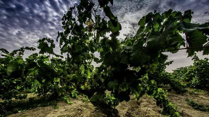 Vid en la Comunitat Valenciana - Retos en espacios naturales y rurales